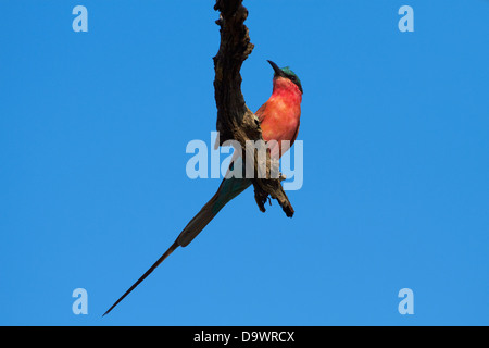 Southern Carmine Gruccione (Merops nubicoides), Kruger National Park, Sud Africa Foto Stock