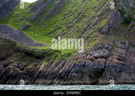 Pecora che pascola in precario equilibrio su un pendio ripido sulla costa di Gower, Galles Foto Stock