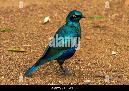 Maggiore Blu-eared Starling o superiore Blu-eared lucida-starling (Lamprotornis chalybaeus), Kruger National Park, Sud Africa Foto Stock