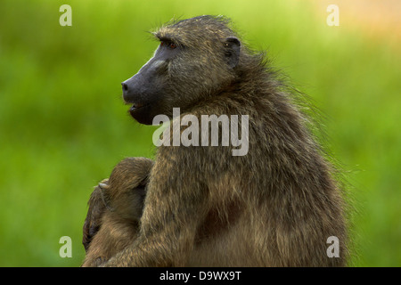 Chacma baboon (Papio ursinus) e baby, Kruger National Park, Sud Africa Foto Stock