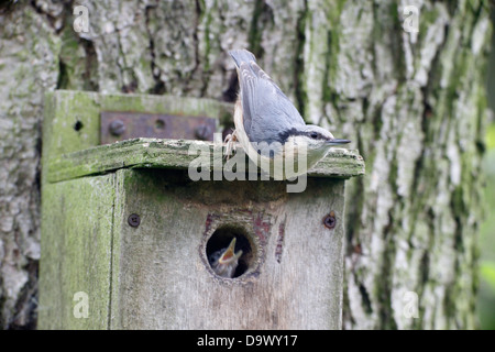 Picchio muratore, Sitta europaea singolo uccello sulla scatola di nido, Warwickshire, Giugno 2013 Foto Stock