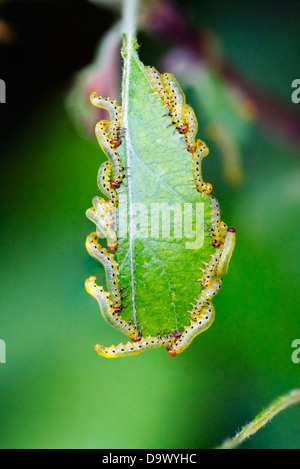 Molti bruchi di mangiare su una foglia verde. Effettivamente Larve di sawfly (Tenthredinidae) Foto Stock