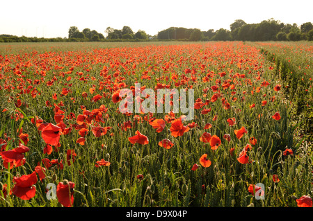 Il papavero cresce selvatica in un campo di grano vicino Thurlaston, Warwickshire, Regno Unito. Foto Stock