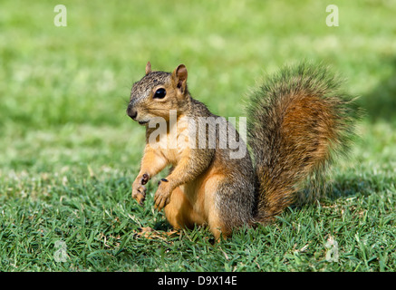 Allegro cercando giovani Fox orientale scoiattolo (Sciurus niger) nel giardino Foto Stock