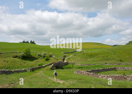 Smardale packhorse ponte sullo scandalo Beck, Smardale Gill riserva naturale, vicino Kirkby Stephen, Cumbria, England Regno Unito Foto Stock