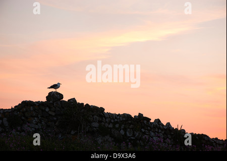 Silhouette di un gabbiano su Skomer al tramonto, South Pembrokeshire, Wales, Regno Unito Foto Stock