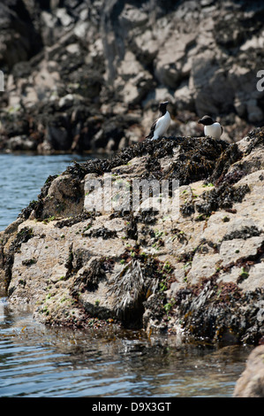 Razorbills, Alca torda, su Skomer, South Pembrokeshire, Wales, Regno Unito Foto Stock