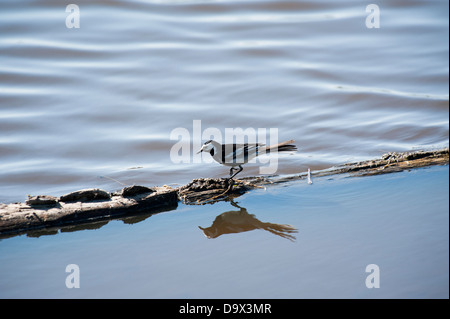 Maschio Pied Wagtail, Motacilla alba yarrellii, Skomer, South Pembrokeshire, Wales, Regno Unito Foto Stock