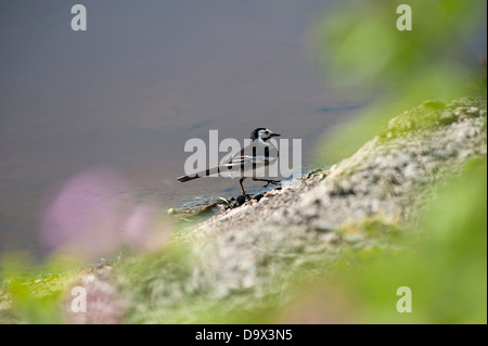 Maschio Pied Wagtail, Motacilla alba yarrellii, Skomer, South Pembrokeshire, Wales, Regno Unito Foto Stock