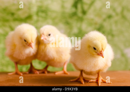 Splendido piccolo polli su sfondo verde Foto Stock