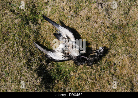 Corpo morto di un Manx Shearwater. Quando il Manx berte arive sull isola Skomer durante la notte vengono attaccati e uccisi dai gabbiani Foto Stock