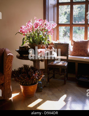 Pentola di orchidee rosa sulla circolare di piccole dimensioni tabella di antiquariato accanto alla finestra in una finestra con sede nel paese di soggiorno Foto Stock