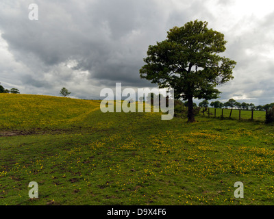 The Antonine Wall, il romano della frontiera finale in Gran Bretagna, vestita in renoncules vicino Castlecary, Scozia Foto Stock