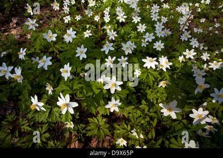 Legno (anemone Anemone nemorosa ,) Fiori Foto Stock