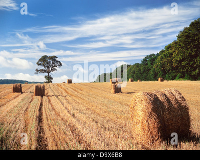 Estate raccolto, Hertfordshire, Regno Unito, legato rotoli di fieno a sinistra seguendo la mietitura Foto Stock