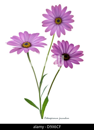 African daisy (Dimorphotheca jucunda) fiori retro-illuminato sullo sfondo bianco giugno Inghilterra UK Europa Foto Stock