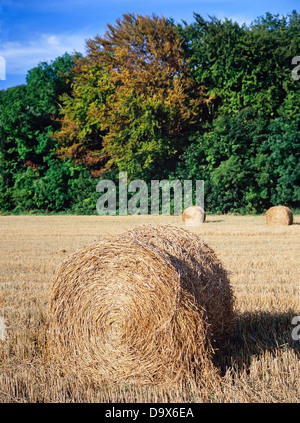 Estate raccolto, Hertfordshire, Regno Unito, legato rotoli di fieno a sinistra seguendo la mietitura. Foto Stock