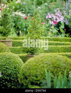 Agganciati Topiaria da scatola di copertura e piccolo albero in vaso nel paese grande giardino in estate Foto Stock