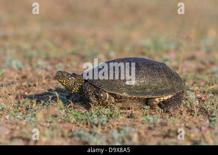 Unione tartaruga palustre (Emys orbicularis) Foto Stock