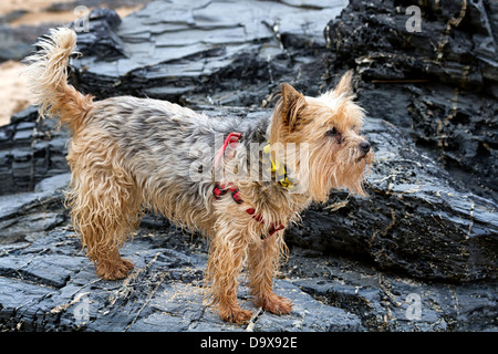 Yorkshire terrier in piedi sulle rocce su una spiaggia in Cornovaglia, Inghilterra Foto Stock