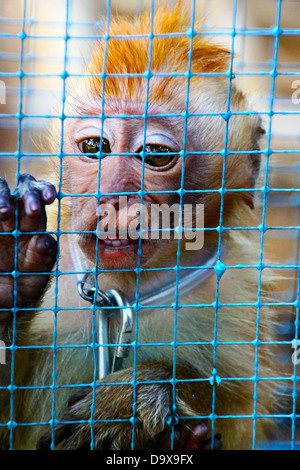 Poco curioso baby scimmia in una gabbia temporanea in attesa di essere venduto sul mercato degli animali nel centro di Giava, in Indonesia Foto Stock