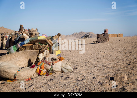 Rilassante cammello nel deserto Foto Stock