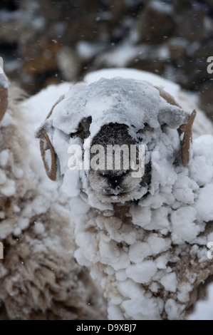 Swaledale pecore in inverno tempesta di neve. Cumbria, Regno Unito Foto Stock