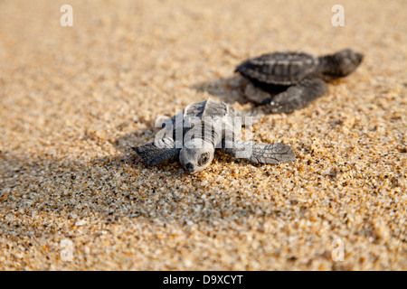 Di recente le tartarughe tratteggiata sulla spiaggia Foto Stock