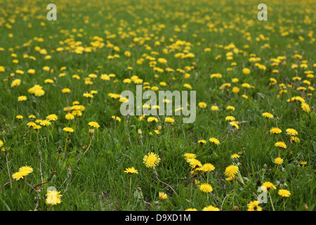 Un campo pieno di giallo dei fiori di tarassaco. Foto Stock