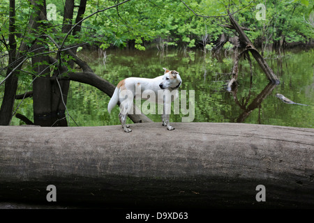 Un cane in piedi su un albero caduto in una foresta. Foto Stock