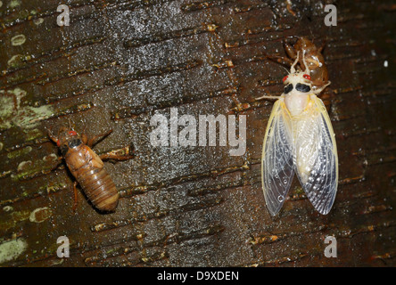 Periodica (17 anno), cicala Magicicada septendecim, recentemente emerso ninfa sulla sinistra e adulto solo molt di finitura sul lato destro Foto Stock