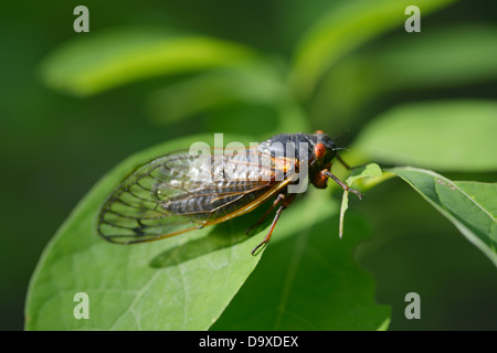 Periodica (17 anno), cicala Magicicada septendecim, adulti Foto Stock