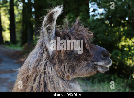 Un primo piano di un bellissimo llama. Foto Stock