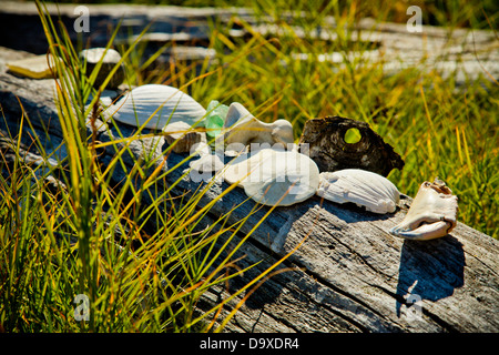 Conchiglie e sabbia di dollari sul driftwood Foto Stock