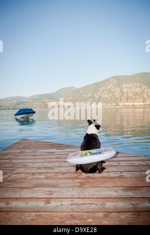 Boston Terrier cane indossare anello galleggiante sul dock Foto Stock