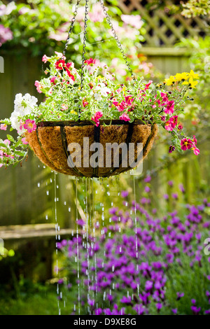 Appendere cesto fiorito getting irrigato Foto Stock