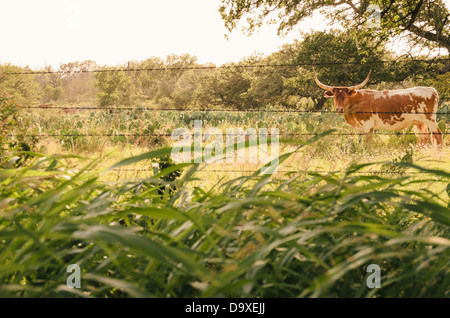 Texas Longhorn pascolano in una prateria lungo U.S. Percorso 281 Foto Stock