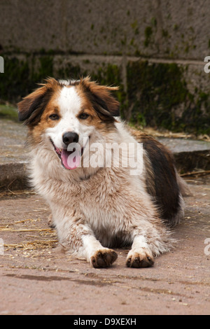 Welsh Sheepdog all'aperto in una fattoria, Galles Foto Stock