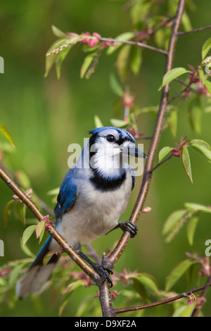 Blue Jay Foto Stock