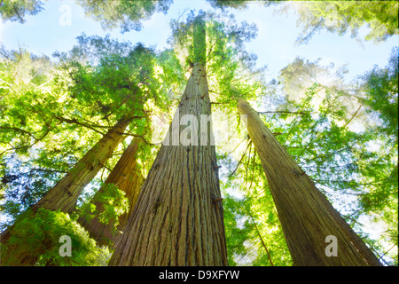 Giornata di sole a redwood grove, a nord della California. Foto Stock