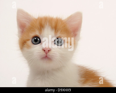 Molto carino e lo zenzero in polvere e il cucciolo bianco con la faccia triste. Foto Stock