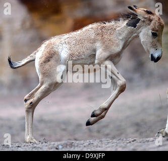 Un onagro (Equus hemionus) puledro salto lungo il composto al zoo di Hagenbeck di Amburgo, Germania, 28 giugno 2013. Il giovane animale è nato il 07 giugno 2013 ed esplora il nuovo composto di Asian asini selvatici per la prima volta. Foto: Axel HEIMKEN Foto Stock