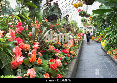 dh Botanic Gardens Begonia House WELLINGTON NEW ZEALAND Women Looking a piante in casa calda botanica persone serra Foto Stock