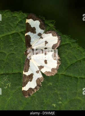 Offuscato la falena di confine (Lomaspilis marginata) in posa su una foglia Foto Stock