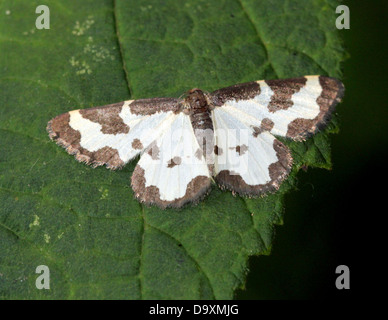 Offuscato la falena di confine (Lomaspilis marginata) in posa su una foglia Foto Stock