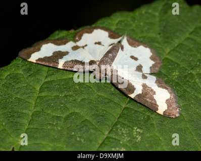 Offuscato la falena di confine (Lomaspilis marginata) in posa su una foglia Foto Stock