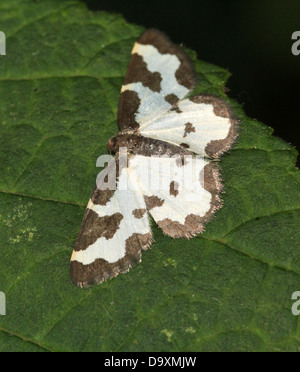 Offuscato la falena di confine (Lomaspilis marginata) in posa su una foglia Foto Stock