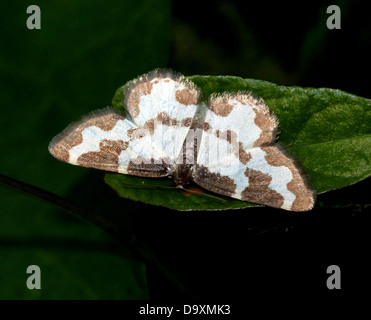 Offuscato la falena di confine (Lomaspilis marginata) in posa su una foglia Foto Stock