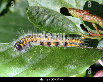 Il bruco del molto ben mimetizzata Buff-punta (falena Phalera bucephala) Foto Stock