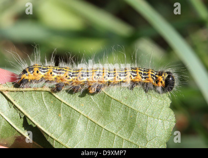 Il bruco del molto ben mimetizzata Buff-punta (falena Phalera bucephala) Foto Stock